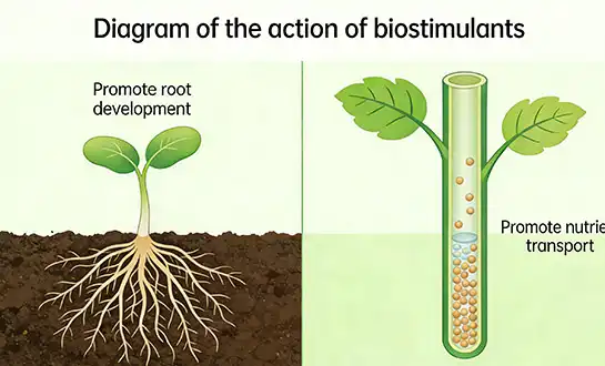 The Essential Role of Amino Acids in Plant Growth and Development